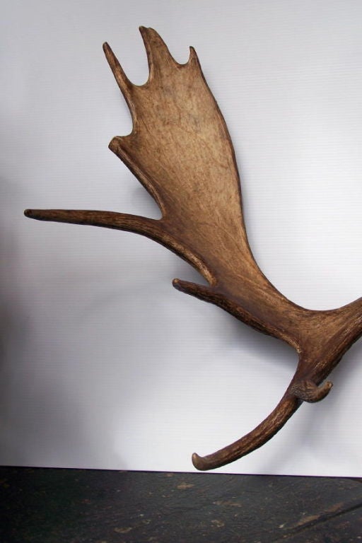 moose antlers for sale