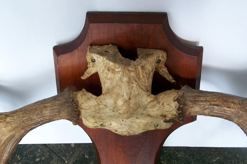 moose antler plaque