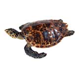 Antique Taxidermy Turtle