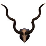 Exceptionnelle monture Greater Kudu