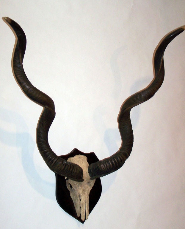Unusually large pair of Kudu horns.