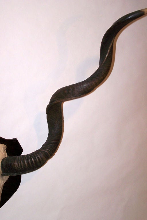 African Exceptional Greater Kudu Mount