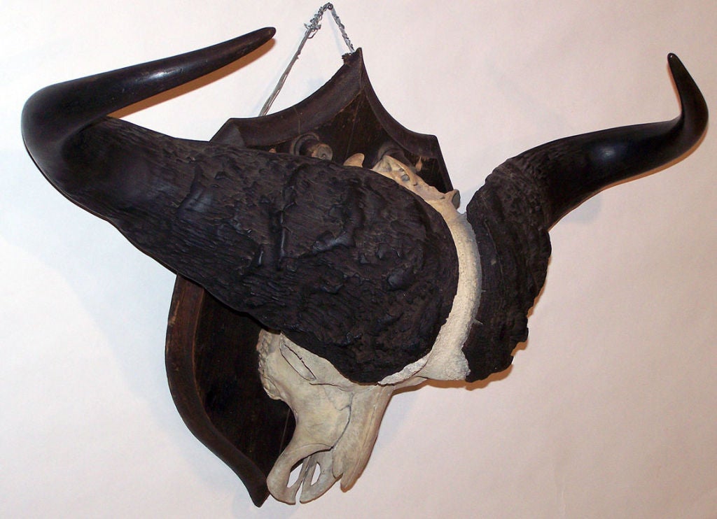 Large vintage buffalo skull with horns mounted on wood shield plaque.
