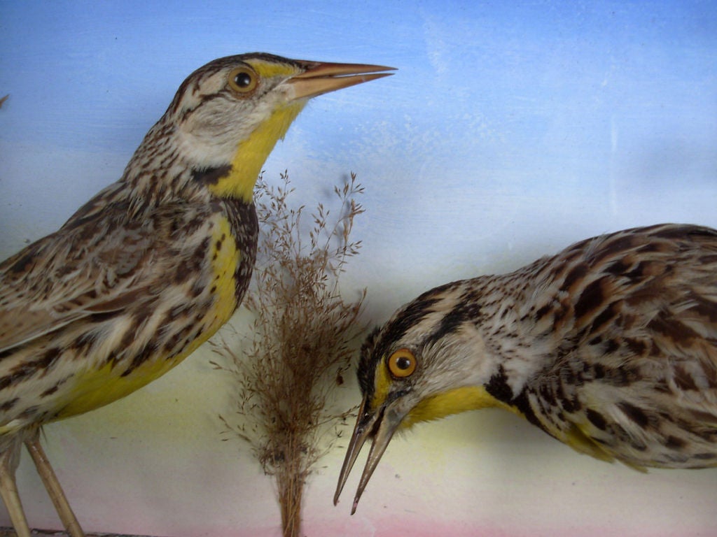 Two taxidermy birds in a naturalistic setting with painted background.