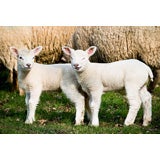 Used "Lambs" photograph by Lee Irvine
