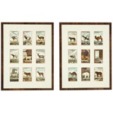 Hand-Colored Animal Engravings