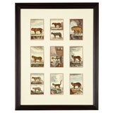 Framed Set of Nine Hand-Colored Cat Engravings