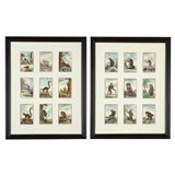 Pair of Hand-Colored, Framed Monkey Engravings