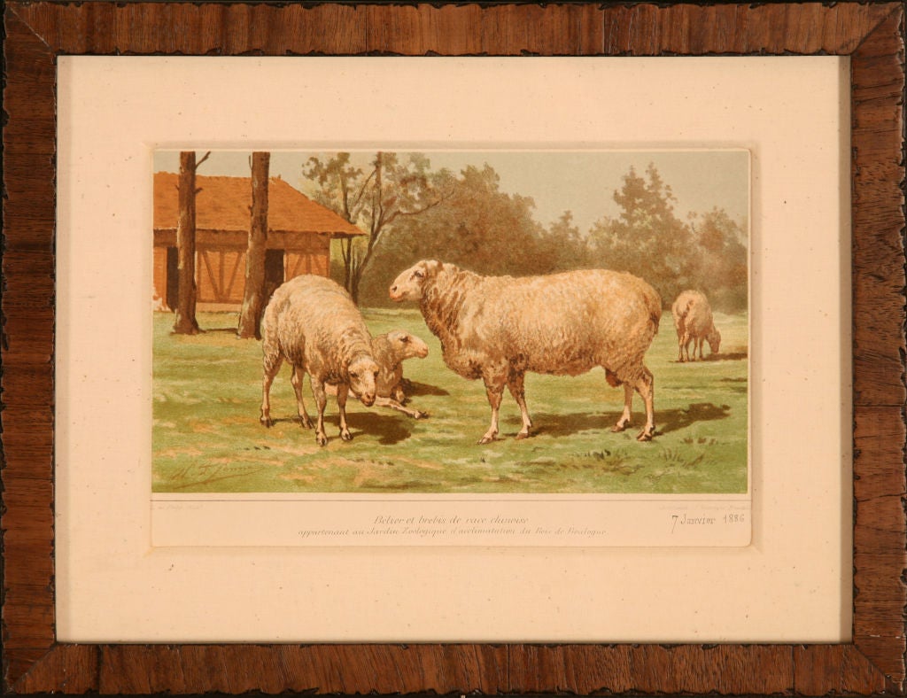 Collection of Sheep Prints, France, 1889