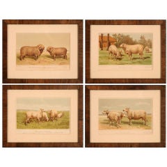 Collection of Sheep Prints, France, 1889