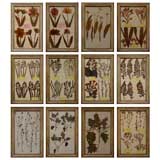Collection of framed dried botanicals, Herbarium