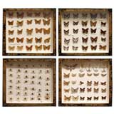 Vintage Entomology Specimens, framed