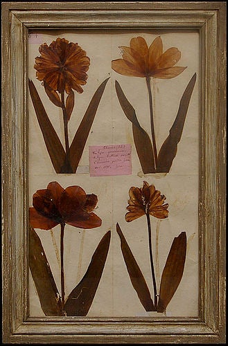 Collection of framed dried botanicals, Herbarium