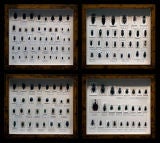 Collection of bugs