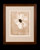 Botanical Series.