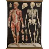 Vintage Educational plate, Human muscles and skeleton