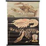 Educational Plate: Lobster