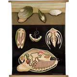 Educational Plate: Oyster