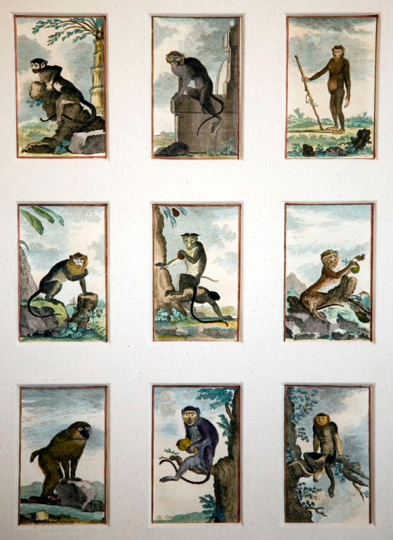 MONKEY prints, collection