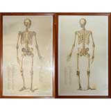 Antique 1890 human skeleton, framed set