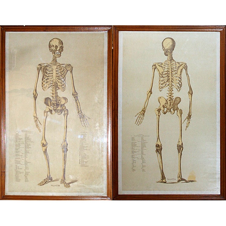 1890 human skeleton, framed set