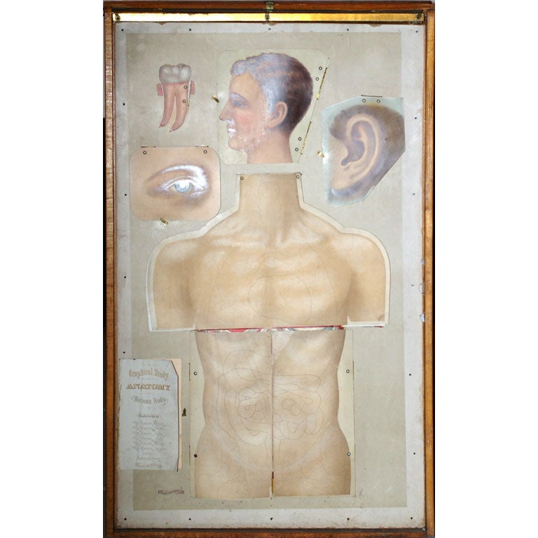 1889 Human Anatomy Manikin Medical Chart , in original case! at 1stDibs