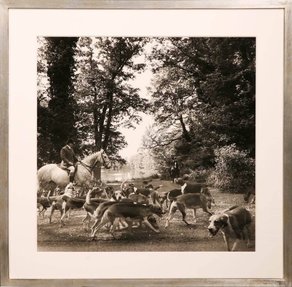 This image shows the Brocklesby Fox Hounds at a check at Brocklesby Park, Northeast Lincolnshire. The hounds are owned by Lord Yarborough.<br />
<br />
Available in two sizes: 30x30