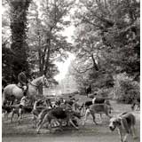Brocklesby Park, Pack at a Check, by William Curtis Rolf