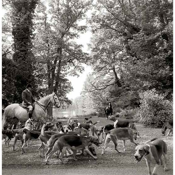 Brocklesby Park, Pack at a Check, by William Curtis Rolf