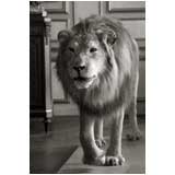 Lion Traversing Salon at Deyrolle, William Curtis Rolf, B&W