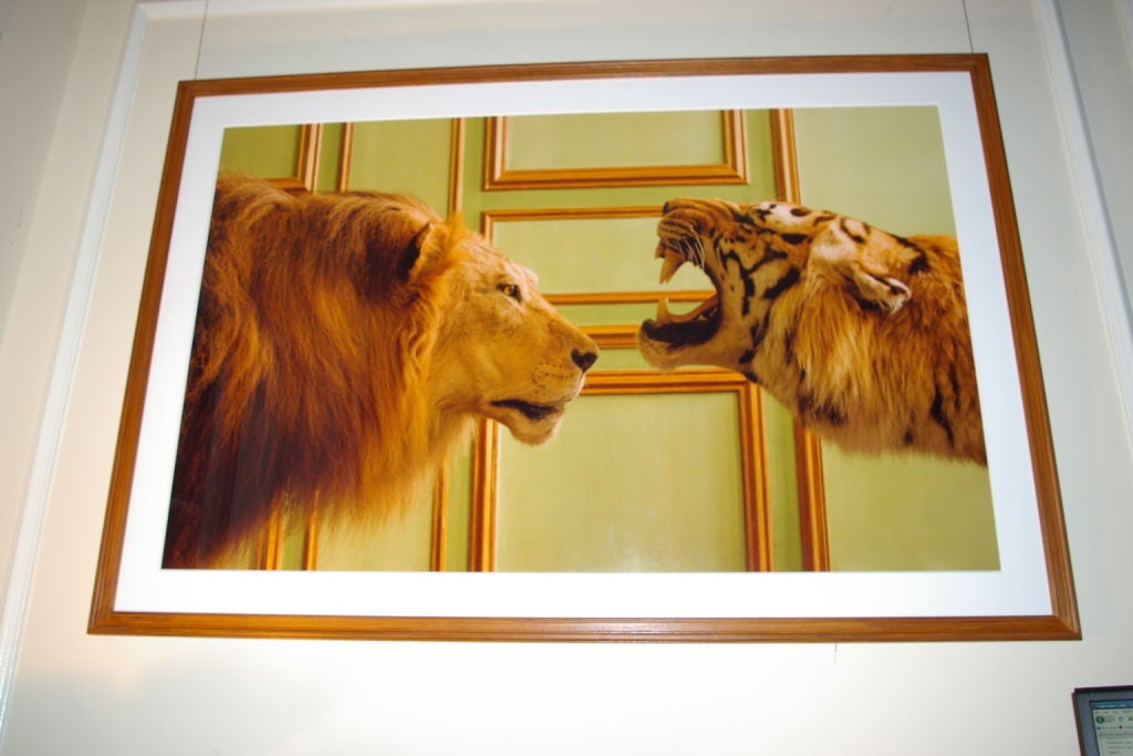 This stunning Lion and Tiger is part of William`s photographs taken at Deyrolle in Paris. Deyrolle is the Oldest Existing Taxidermy Business in Europe and is housed in a fine 17th century Hôtel Particulier. William was allowed to move the larger