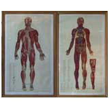 Set of medical charts: vein and arteries and the muscular system