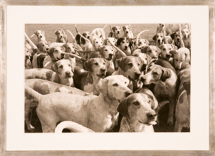 Exquisite photograph by William Curtis Rolf, The Duke of Beaufort's Foxhounds: The Bitch Pack, Badminton.<br />
<br />
William Curtis Rolf has become known for his whimsical images of 17th, 18th and 19th century French and English locations. His