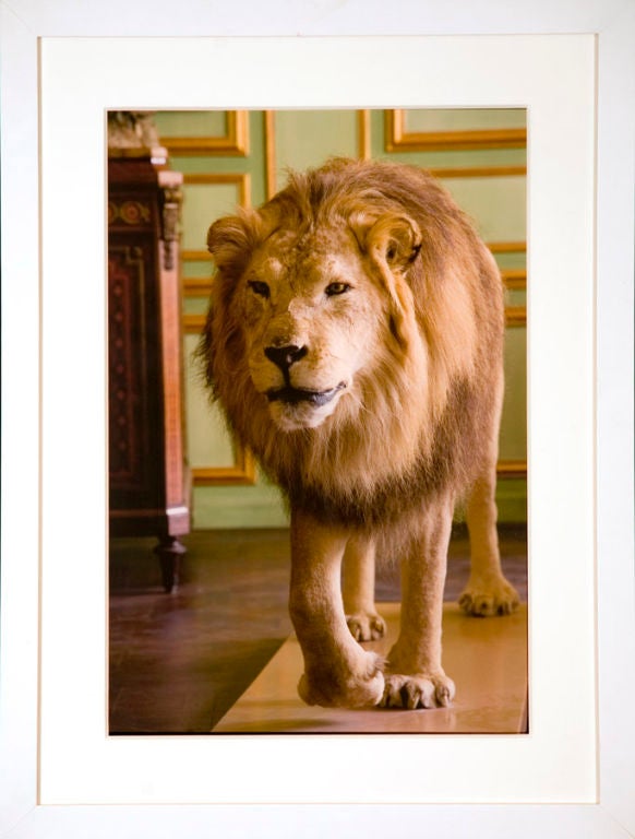 This stunning Lion is part of a series of photographs taken at Deyrolle in Paris, the oldest existing taxidermy business in Europe. It is housed in a fine 17th-century Hôtel Particulier. William Curtis Rolf was allowed to move the large specimens