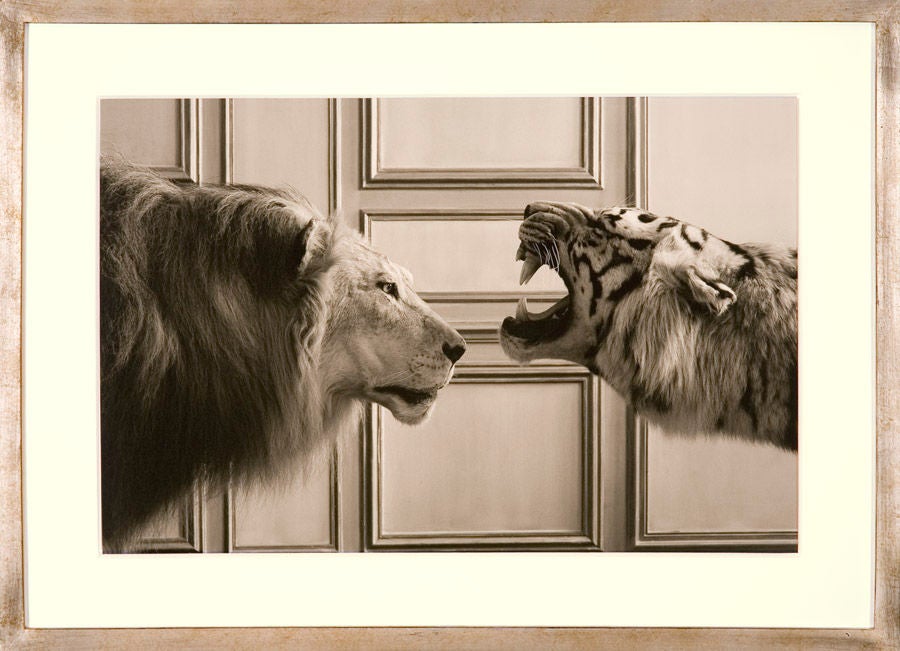 This stunning pair, lion and tiger, is part of a series of photographs taken at Deyrolle in Paris, the oldest existing taxidermy business in Europe. It is housed in a fine 17th-century Hôtel Particulier. William Curtis Rolf was allowed to move the
