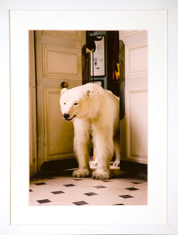 This stunning Polar Bear is part of a series of photographs taken at Deyrolle in Paris, the oldest existing taxidermy business in Europe. It is housed in a fine 17th-century Hôtel Particulier. William Curtis Rolf was allowed to move the large