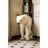 Polar Bear Exiting Deyrolle, William Curtis Rolf, Color