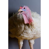 Young Tom Turkey Posing for a Portrait, William Curtis Rolf