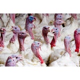 Young Turkeys, Candid Group Portrait, by William Curtis Rolf