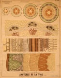 Plant Stem Anatomy Educational Plate