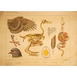 Pigeon Educational Plate