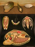 Vintage Oyster Anatomy Educational Plate