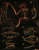 Vintage Bat Anatomy Educational Plate