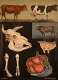 Vintage Cow Anatomy Educational Plates