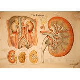 Vintage The Kidneys Educational Plate