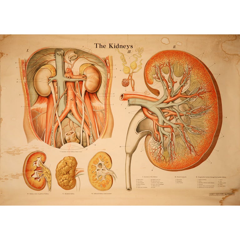 The Kidneys Educational Plate