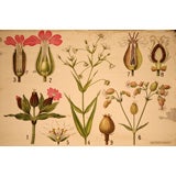 Vintage Wildflower Bulbs Educational Plate