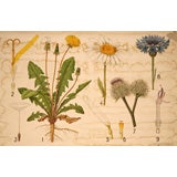 Vintage Daisies & Dandilions Educational Plate