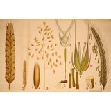 Vintage Wheat Educational Plate