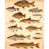 Vintage Fish Varieties Educational Plate